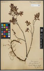 Foto von Salix myrtilloides L.